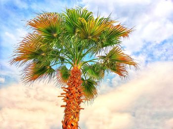 Low angle view of coconut palm tree against sky
