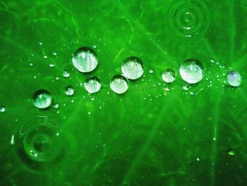 Close-up of water drops on leaf