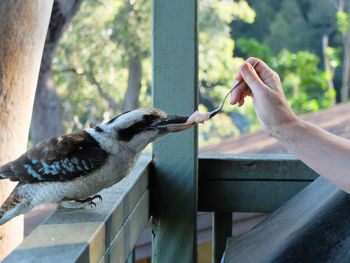 Close-up of hand feeding bird