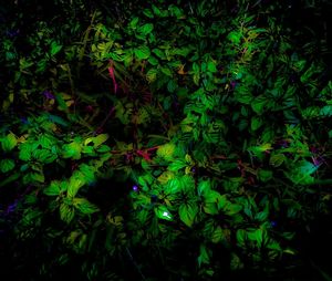 Close-up of plants at night