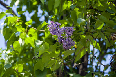 Close-up of purple flowering plant