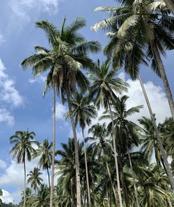 Low angle view of palm trees against sky