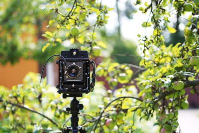 Close-up of camera on tree against plants