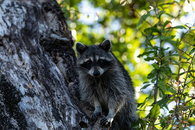 Young raccoon procyon lotor marinus forages for food in naples florida among the forest.