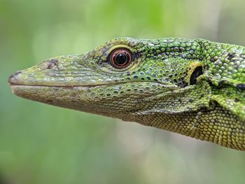 Iguana Reptile