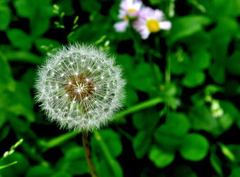 Close-up of dandelion blooming outdoors
