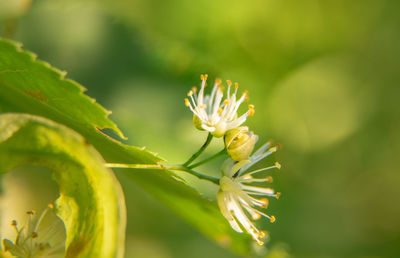 Beautiful linden tree blossoms in the summer. medicinal, herbal, vegan, organic tea.