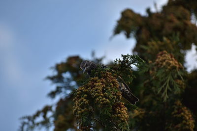 Low angle view of a pine tree