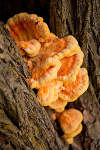 Close-up of mushrooms on tree trunk