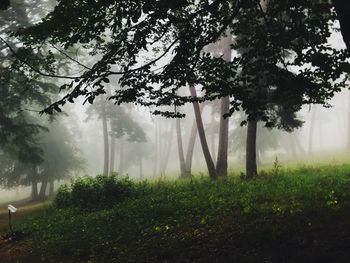 Trees on field in foggy weather