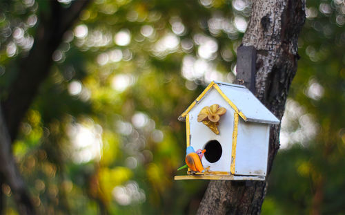 Close-up of birdhouse on tree trunk