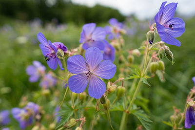 Close-up of purple blooming wildflowers on meadow