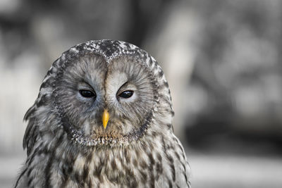 Close-up portrait of owl