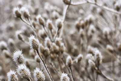 Close-up of white flowering plants on snow field