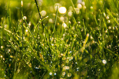 Close-up of wet plants on field