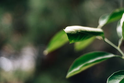 Close-up of fresh green plant