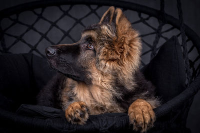 Portrait of the german shepherd long hair dog