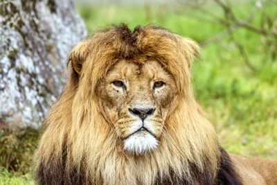 Portrait of a lion