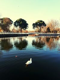 Swan swimming in lake against sky