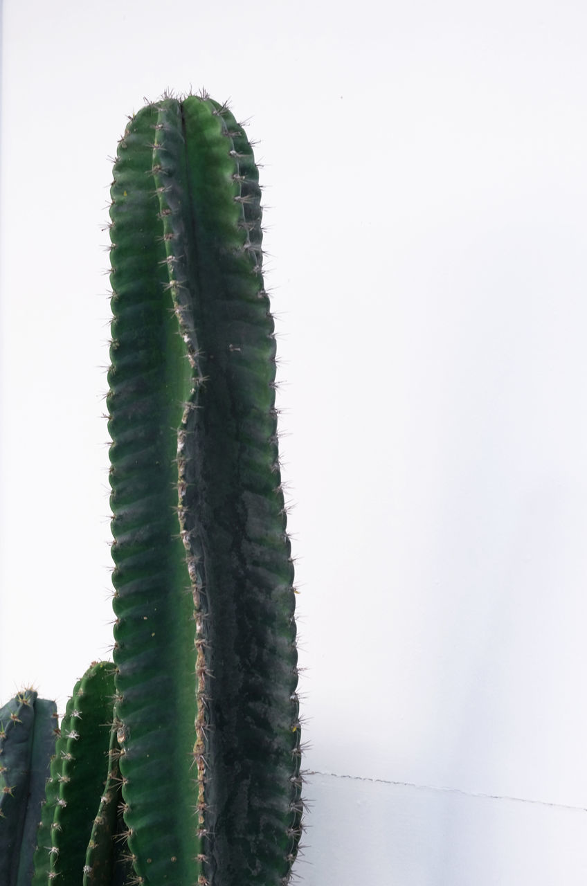 CLOSE-UP OF SUCCULENT PLANT AGAINST SKY