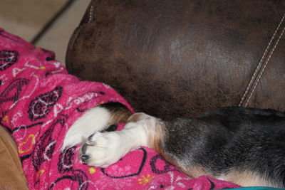 Dog sleeping on couch