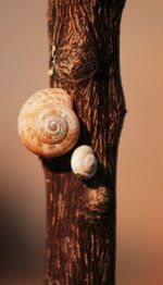 Close-up of snail on tree trunk