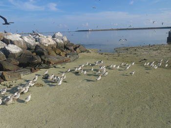 High angle view of seagulls on beach