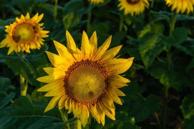 Close-up of yellow sunflower