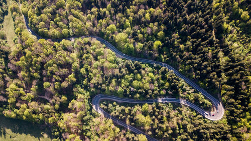 Aerial view of road amidst trees in forest