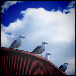 Low angle view of birds perching on railing