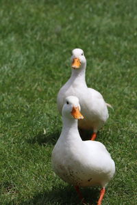 White duck on field