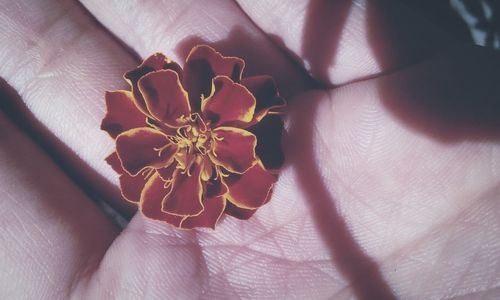 Close-up of hand holding flower