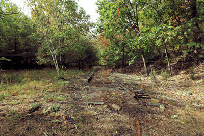 Dirt road amidst trees in forest
