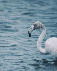 Swan swimming in sea