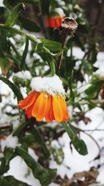 Close-up of orange flower