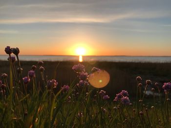 Purple flowering plants on field against sky during sunset