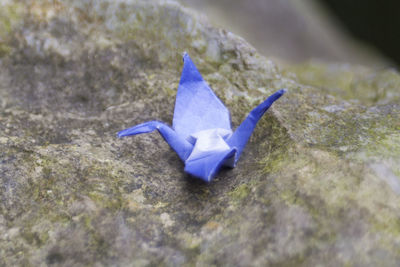 High angle view of blue lizard