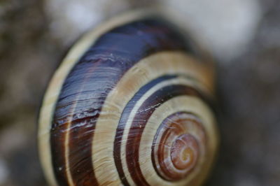 Close-up of snail