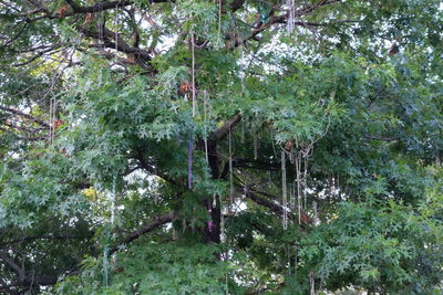 Low angle view of trees