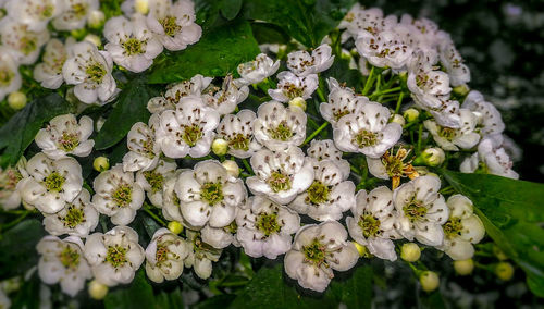 Close-up of white flowers