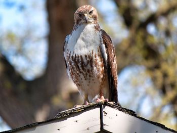 Close-up of bird perching on branch