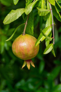 Close-up of pomegranate growing on plant