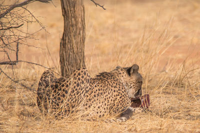 View of a cat on field
