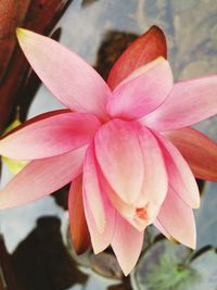 Close-up of pink flower blooming outdoors