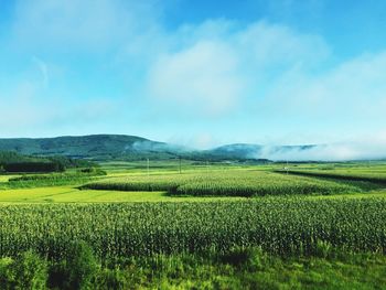 Scenic view of agricultural field against sky