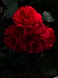 Close-up of red rose