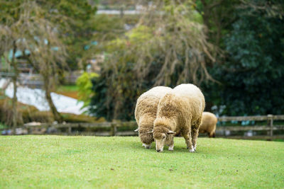 Sheep grazing in a field