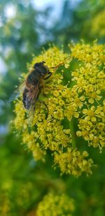 Close-up of bee pollinating on flower