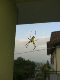 Close-up of spider on window