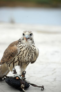 Close-up of owl perching on a sea